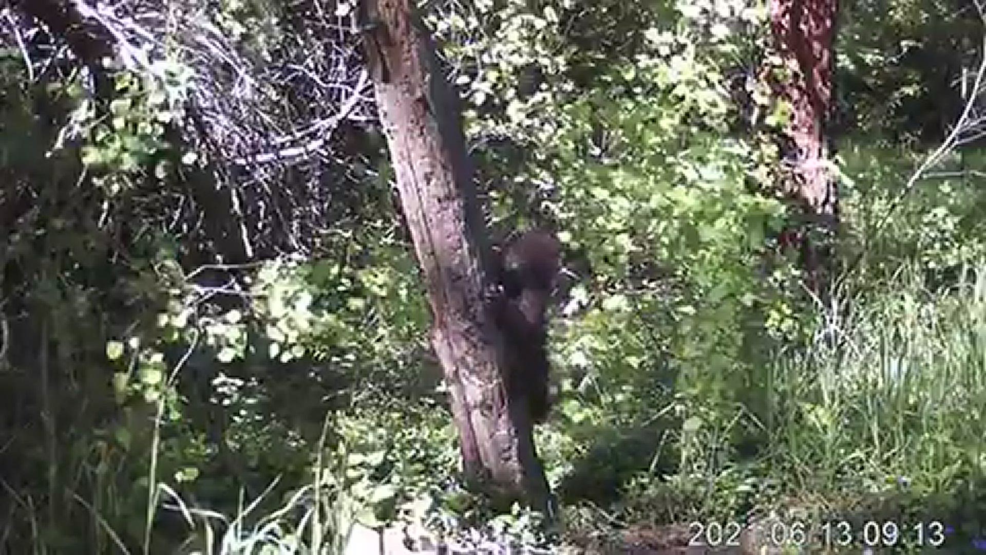 This black bear cub is practicing his scent marking technique. Black bears usually mark their scent on trees, also claw and bite at them during mating season.