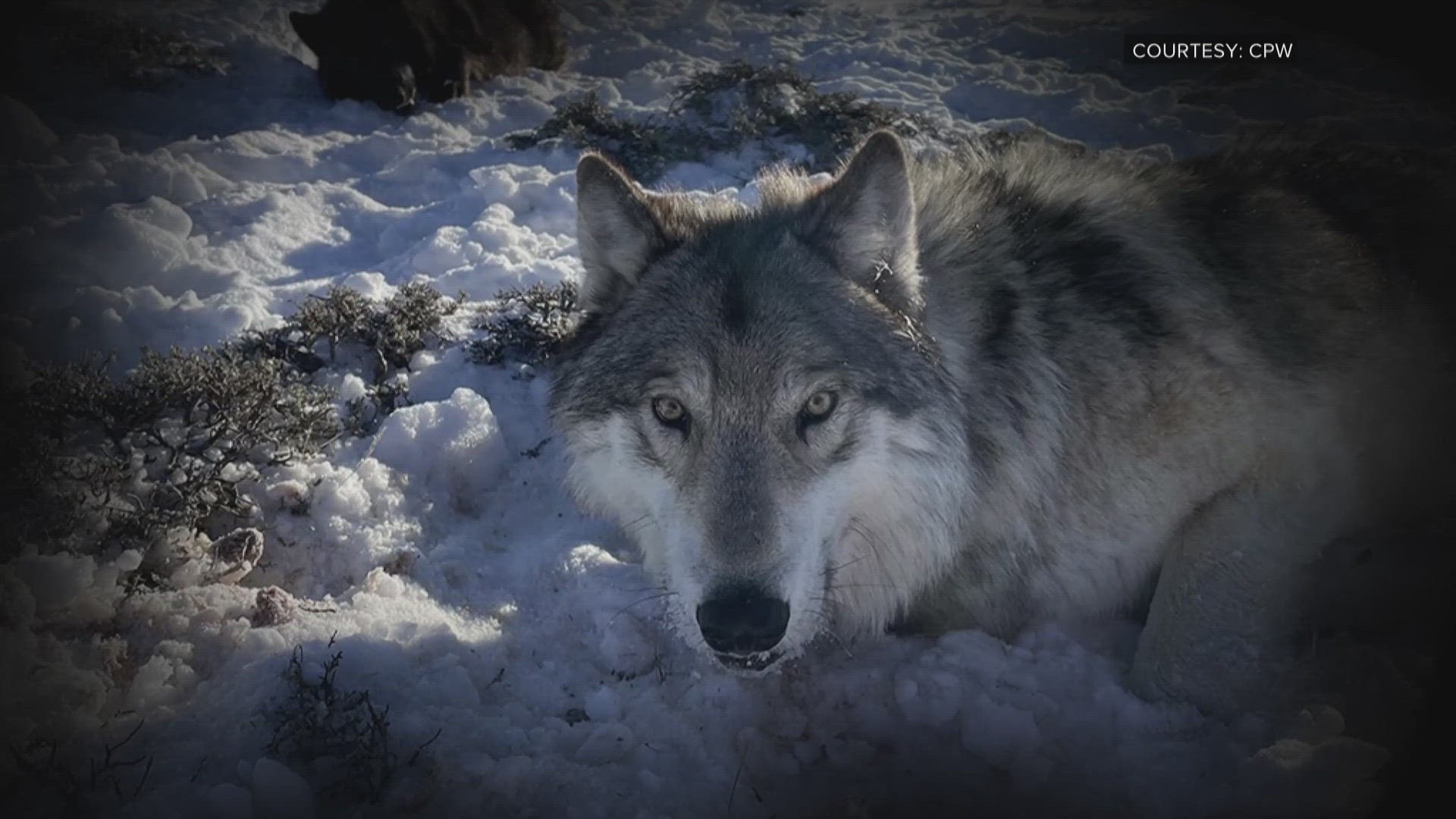 Colorado Parks and Wildlife plans to reintroduce wolves before the end of the year, but 9NEWS confirms Idaho and Wyoming won't give wolves to the state.