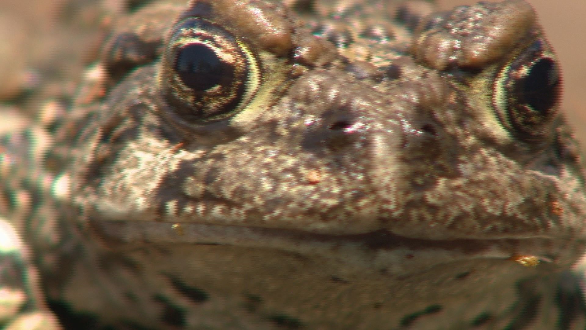 This dog is trained to sniff out a rare toad in Colorado's high country