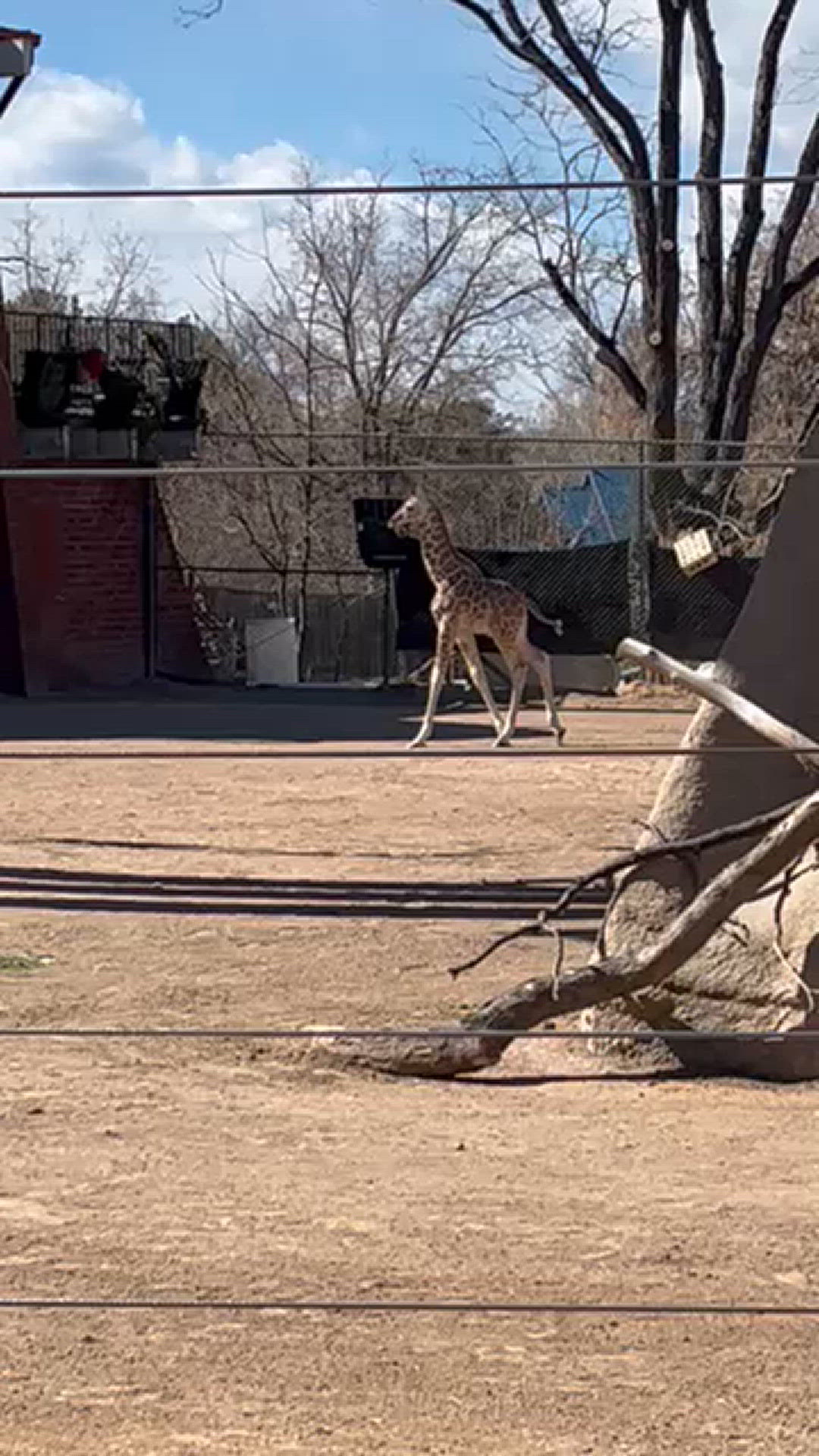 Denver Zoo Conservation Alliance announced on Friday that BB, a 4-year-old female reticulated giraffe, has given birth.