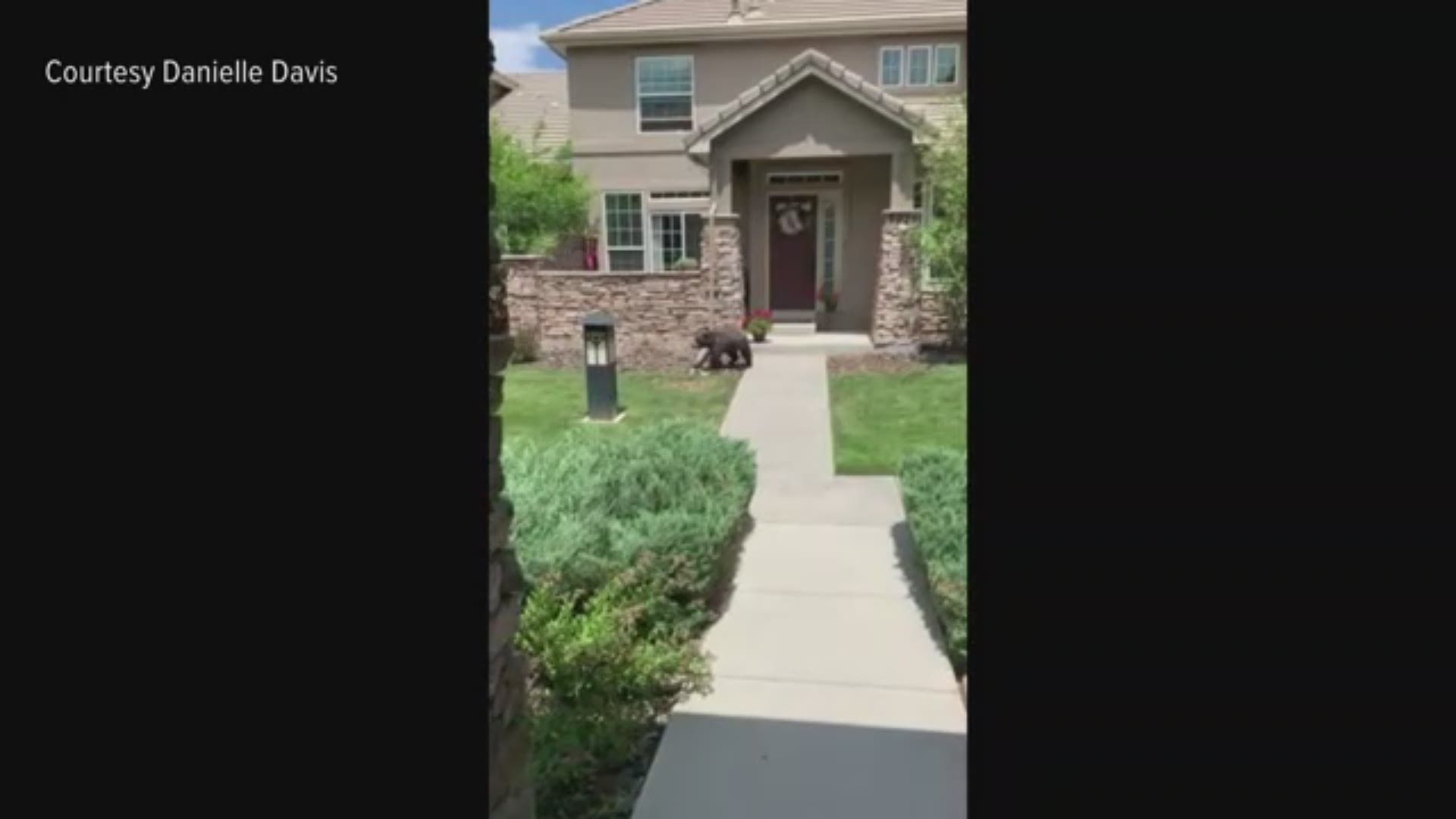 A bear was spotted wandering through the suburban community of Highlands Ranch the afternoon of 7/17/20.