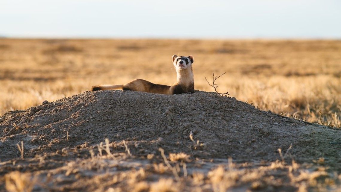 Black Footed Ferret Habitat