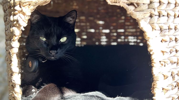 Share your 'Black Cat Appreciation Day' photos with 9NEWS