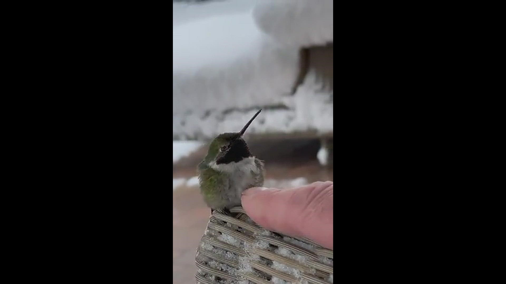 Humming birds need belly rubs and foot warmers!
Credit: Alan Parkes