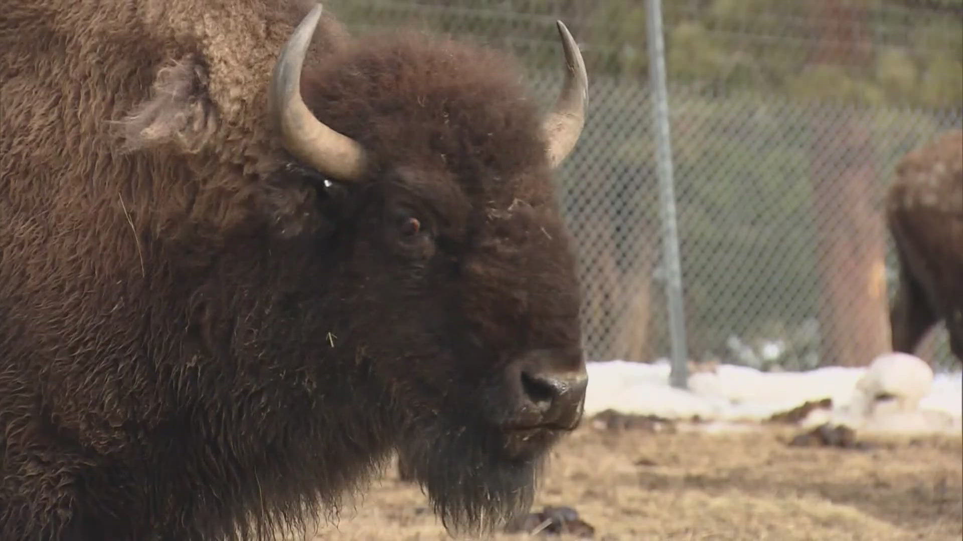 The bill classifies bison as wildlife, which would provide more protection from hunting.