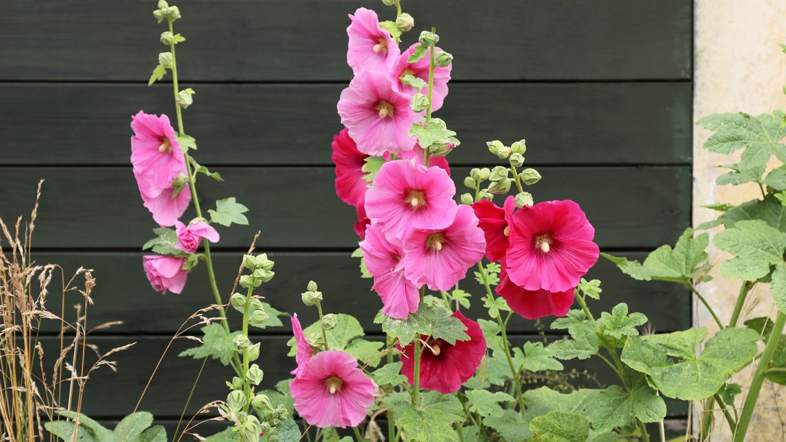 Alcea rosea - Wikipedia