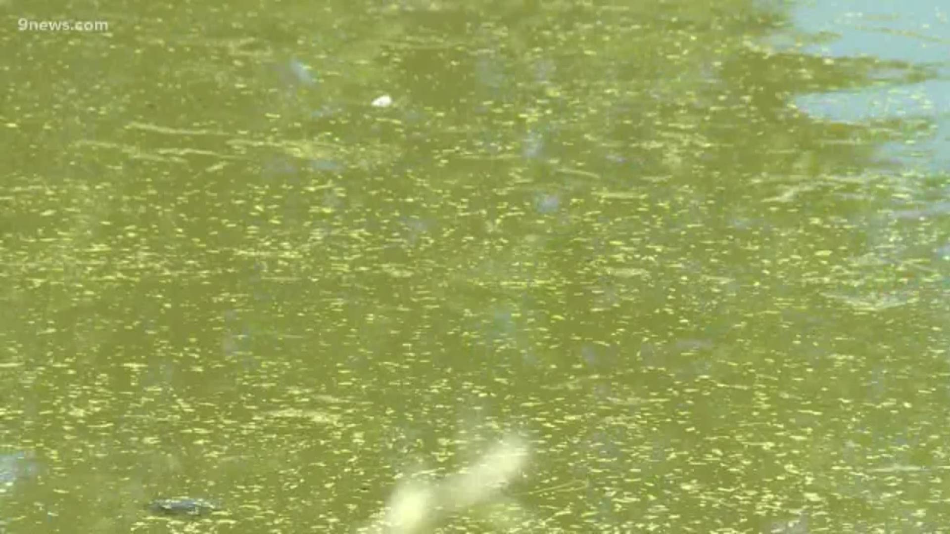 The hot weather caused algae blooms in two lakes at the same time, which the city says is very unusual.