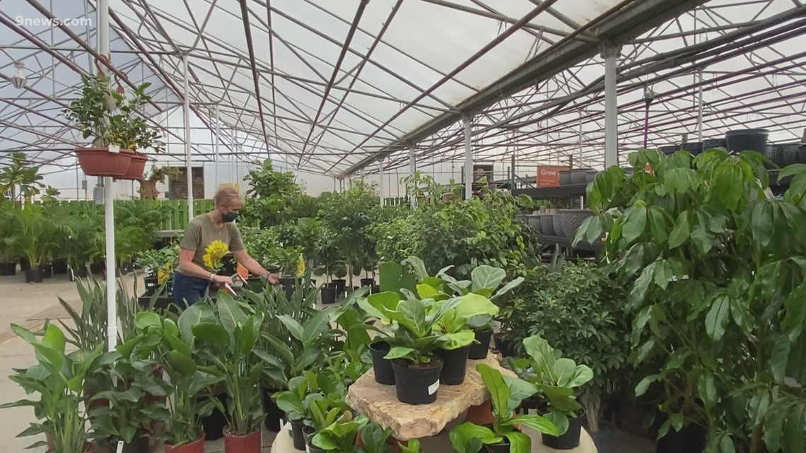 Tips for navigating your local garden centers - Vimarsana News