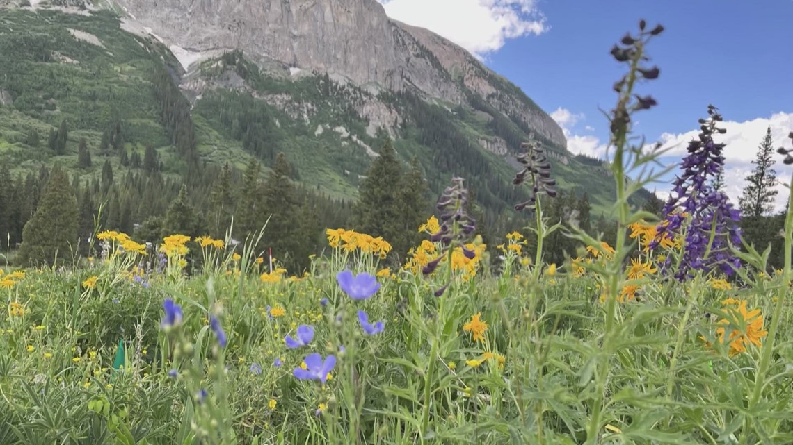 Colorado wildflower season to be beautiful
