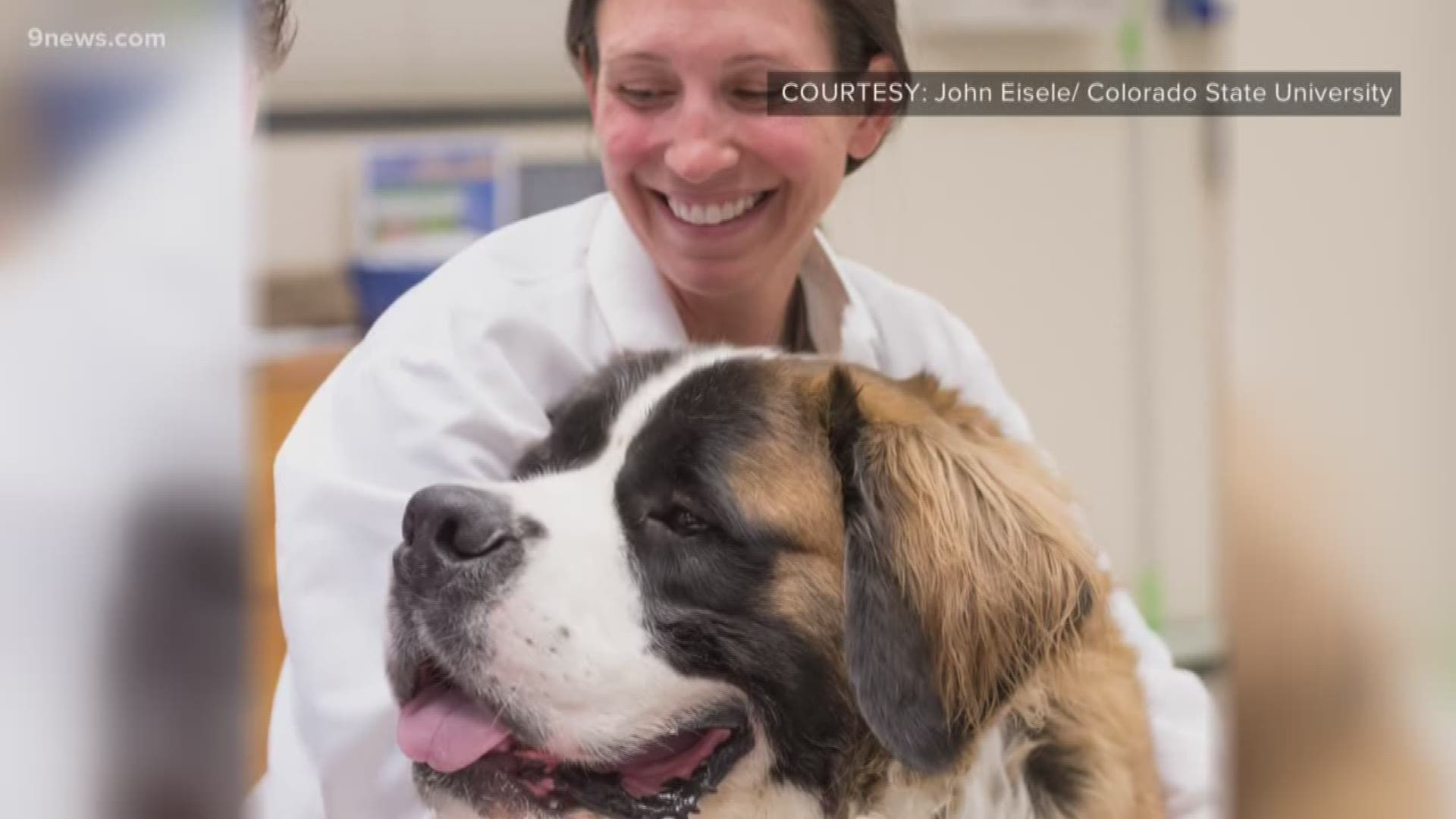 CSU is researching CBD effects on dogs
