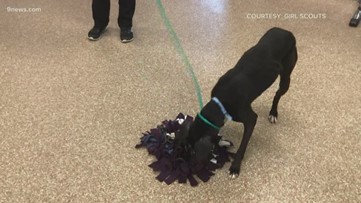 colorado rockies dog jersey