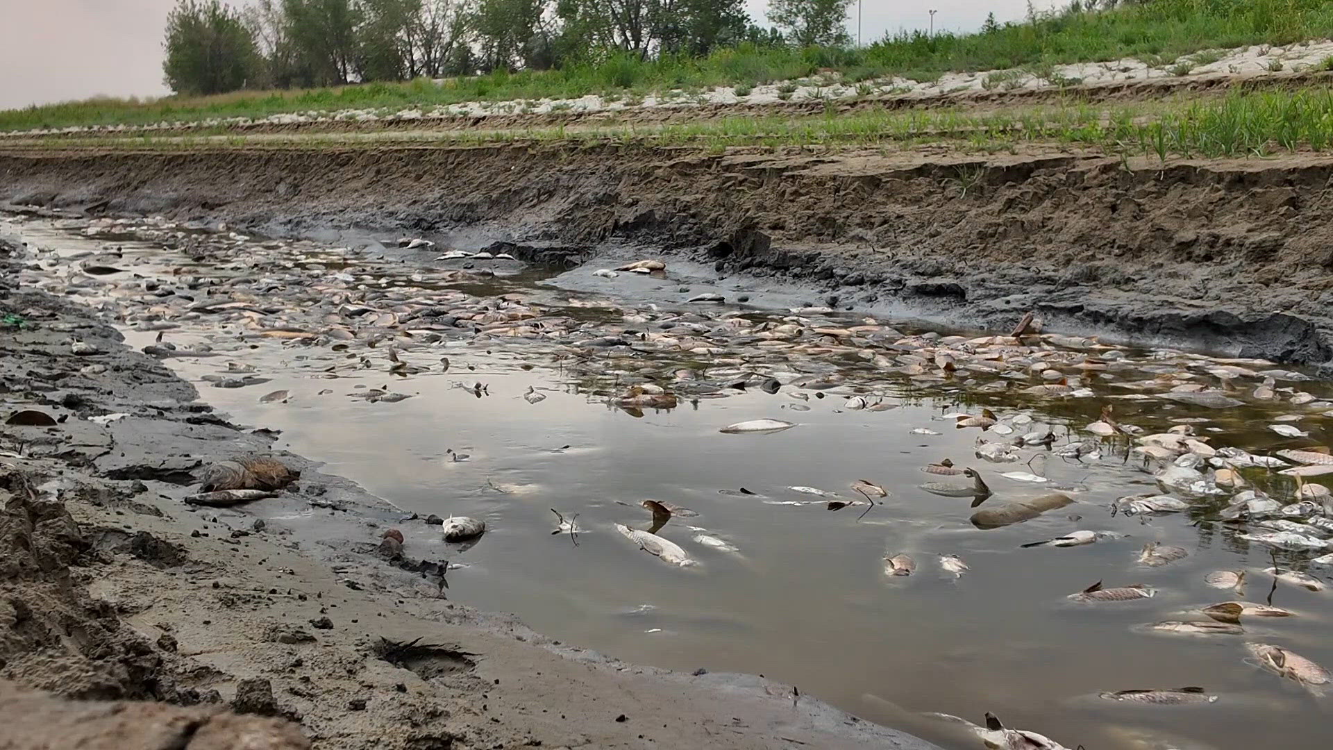 Colorado's worsening drought drives emergency fish salvages as water supplies dwindle; 33,000 fish die at Sandpiper Pond.