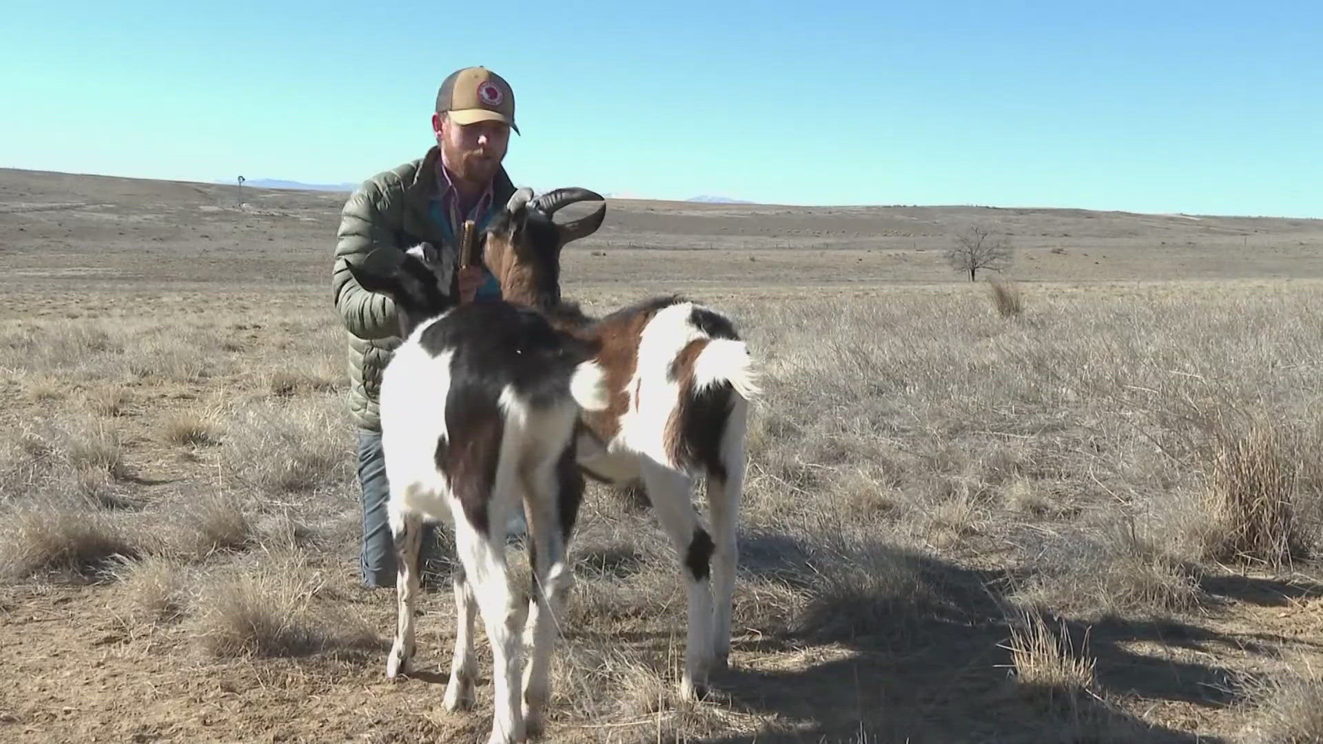 A Colorado business known for 'goat backpacking' is struggling after some of its four-legged workers died.