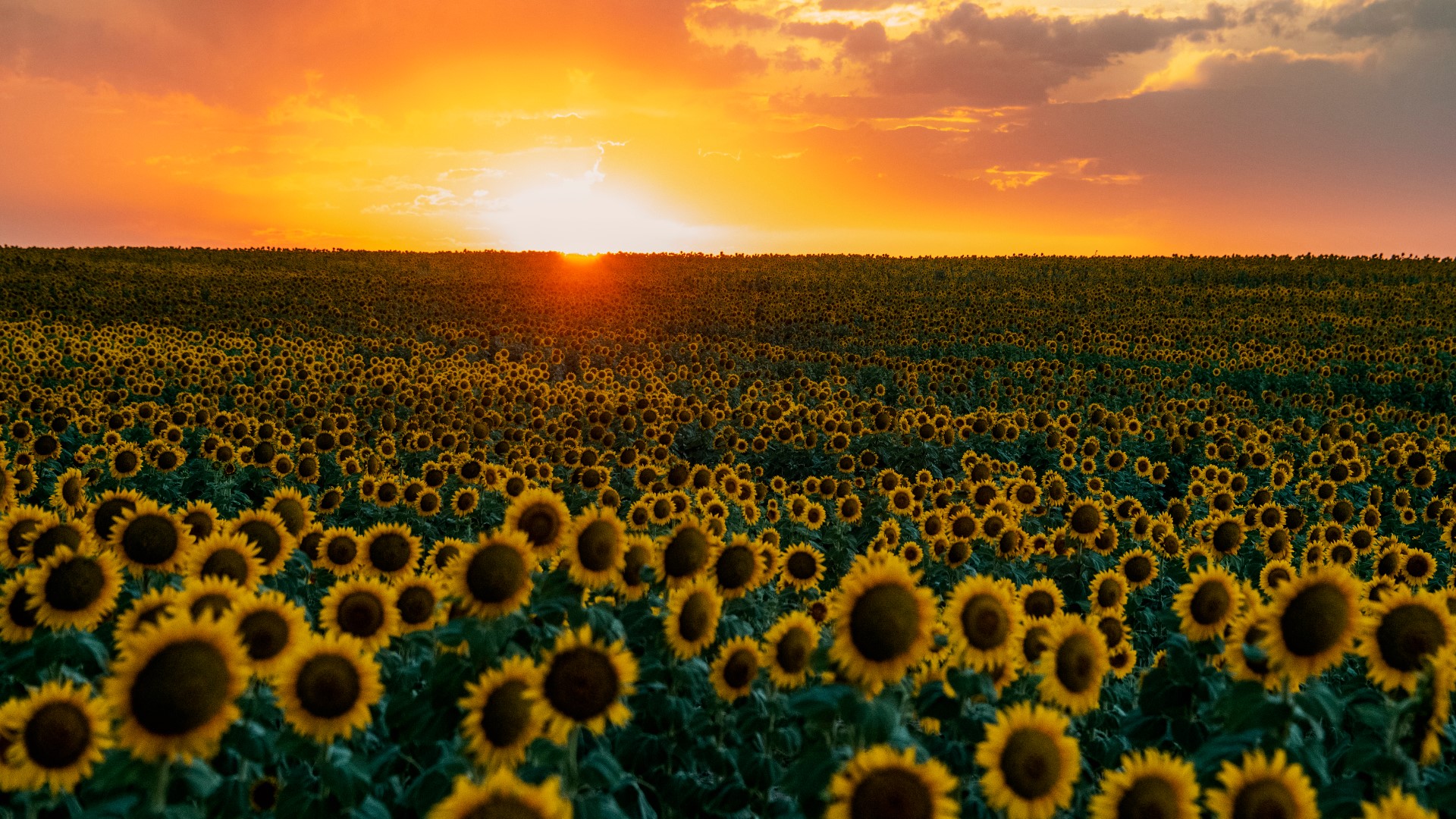 Incredible sunflower photos from across Denver and Colorado