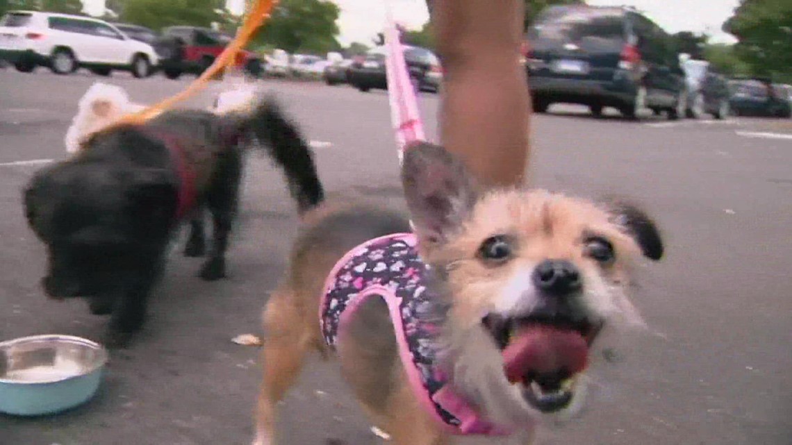 The cost of owning a pet