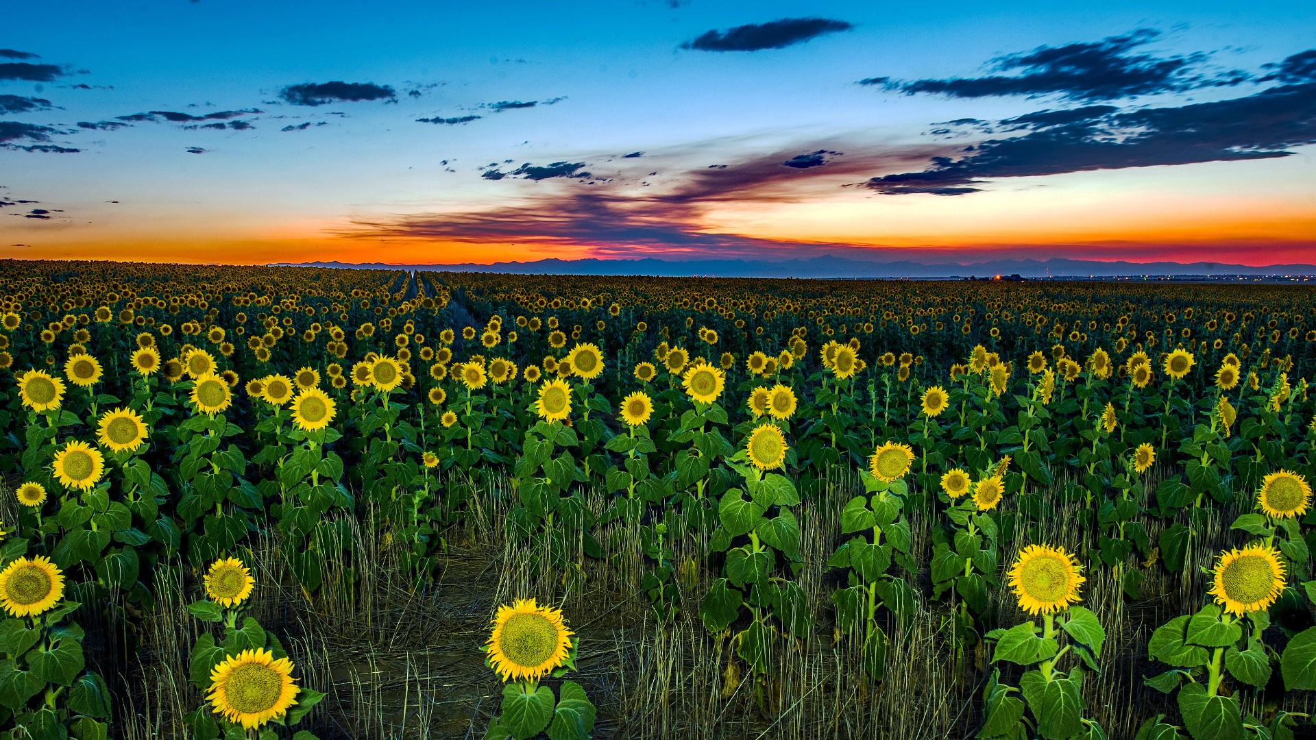 Incredible sunflower photos from across Denver and Colorado