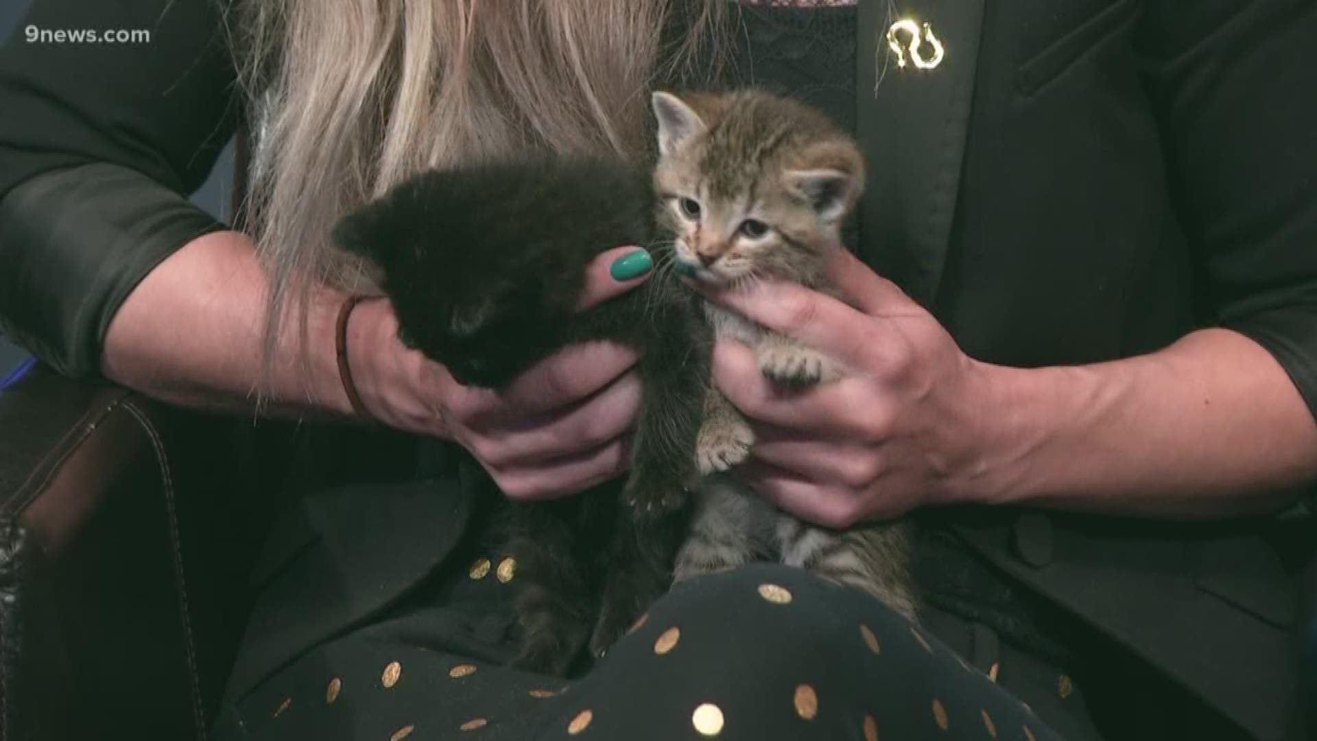 These two tiny visitors are only 4 weeks old and are little bundles of energy. Contact Rocky Mountain Feline Rescue or call (303) 751-5557 to meet them!