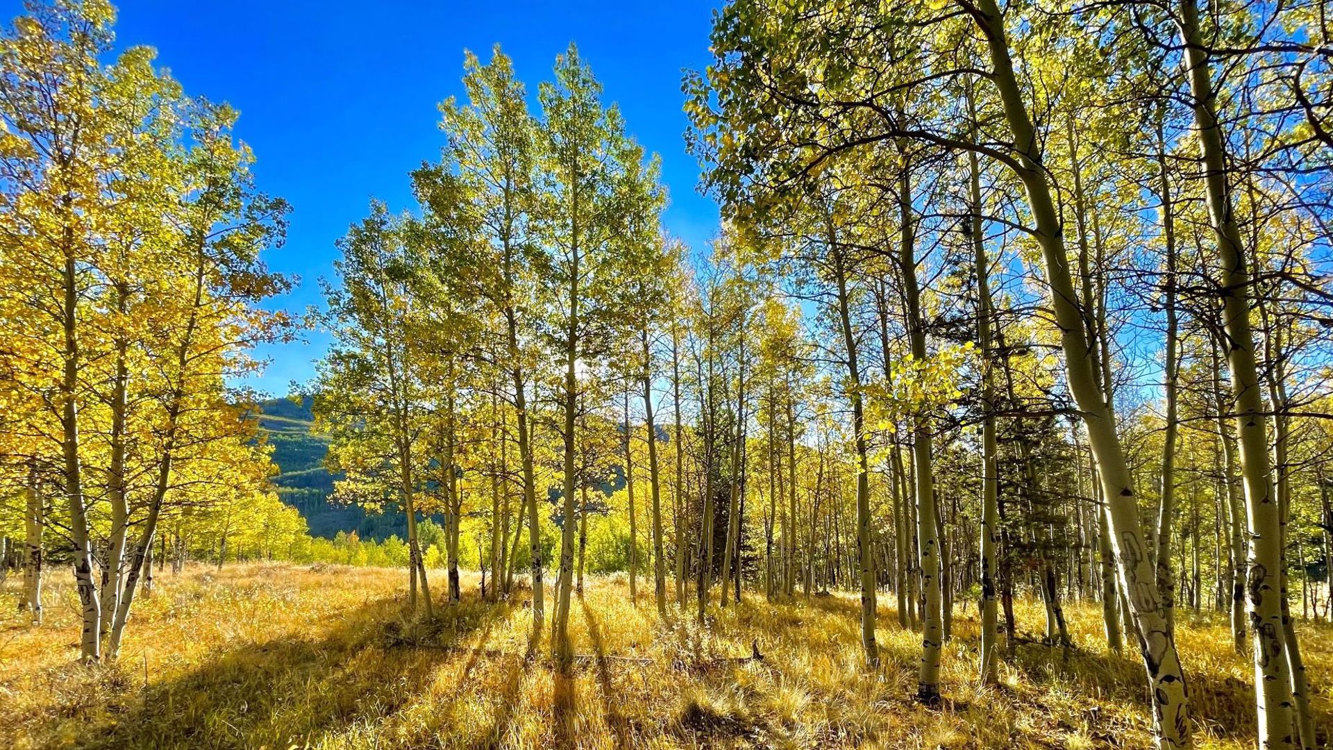 Colorado fall colors guide When and where leaves peak in 2021