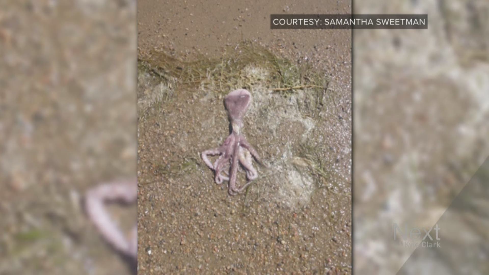Someone's either throwing their octopuses in Boyd Lake while they're alive or dead. Either way, that's not cool. 