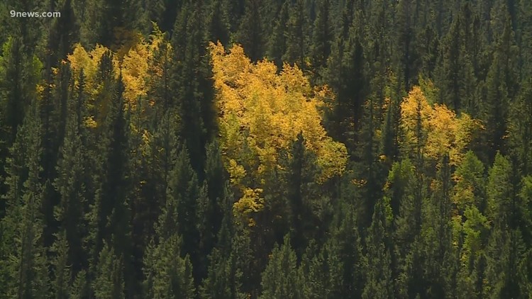 Warm weather could slow fall colors in Colorado mountains