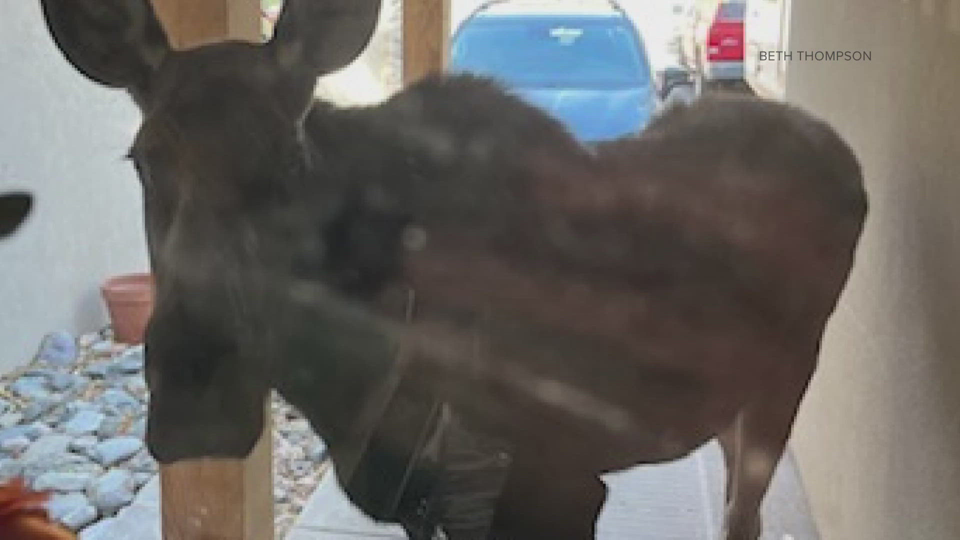 Beth Thompson says she snapped the pictures as the moose got a snack. She says the animal then went over to the neighbors and ate their pumpkin, too.