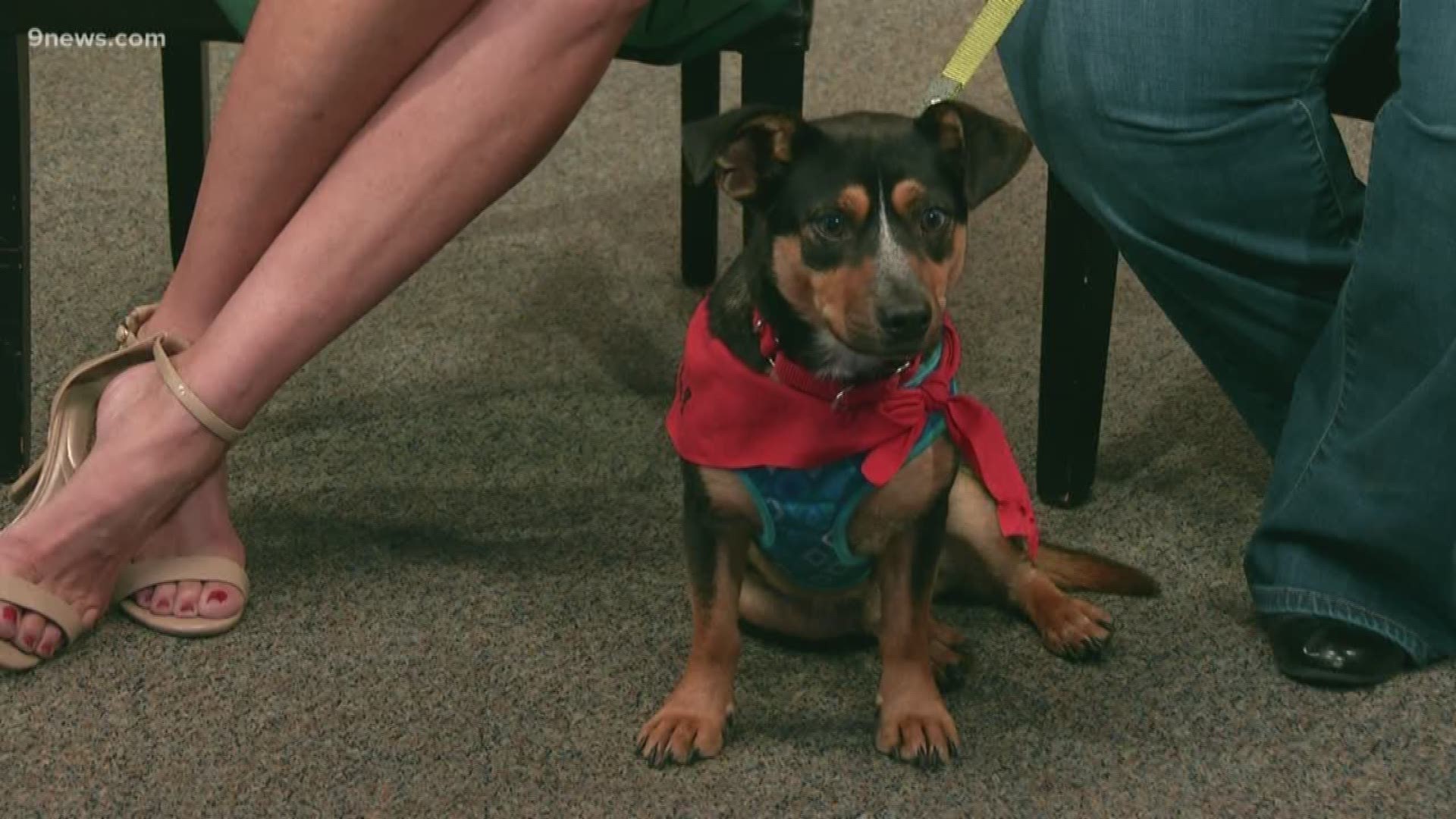 Morris, a sweet Shepherd/Dachshund mix with a big personality, is in need of a loving home.