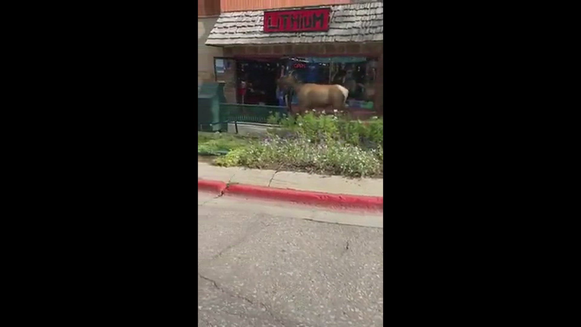 This lady decided to stroll into a shop in Estes Park Saturday, July 1, 2023.
Credit: Susanna Ramos