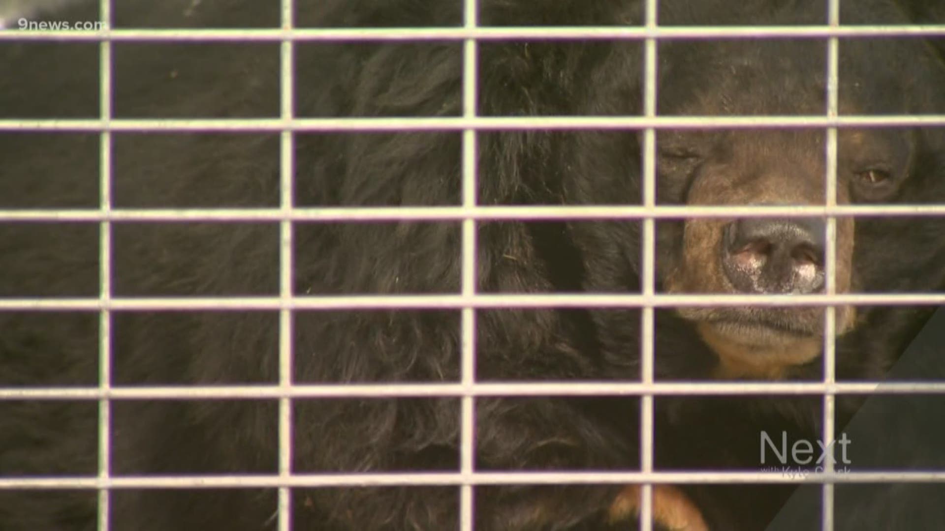 Dillan, an Asiatic Black Bear, moved to the Wild Animal Sanctuary in Keensburg from Pennsylvania on Wednesday. He was rescued from inadequate conditions.