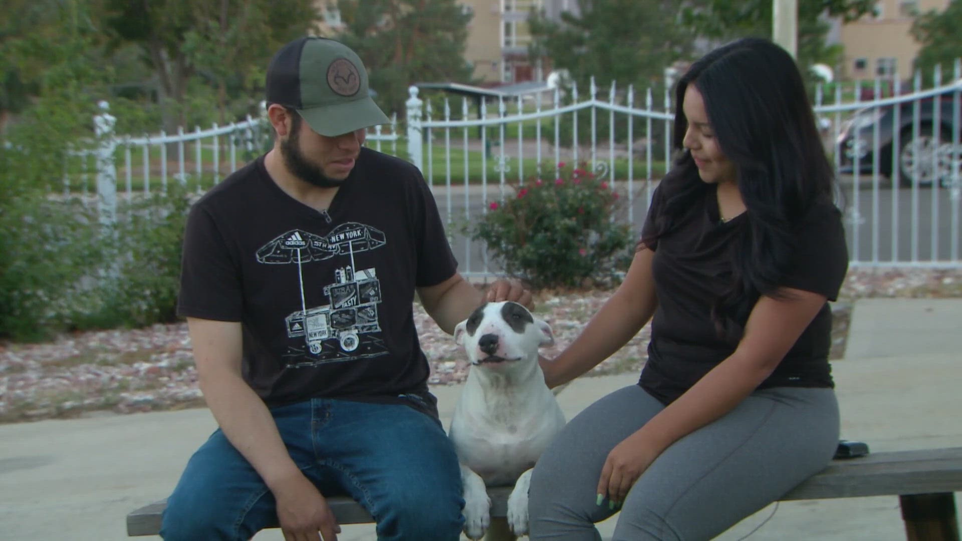 Panda's owners received a call from the Helping Hands Humane Society in Kansas after staff found their information on the lost dog's microchip.