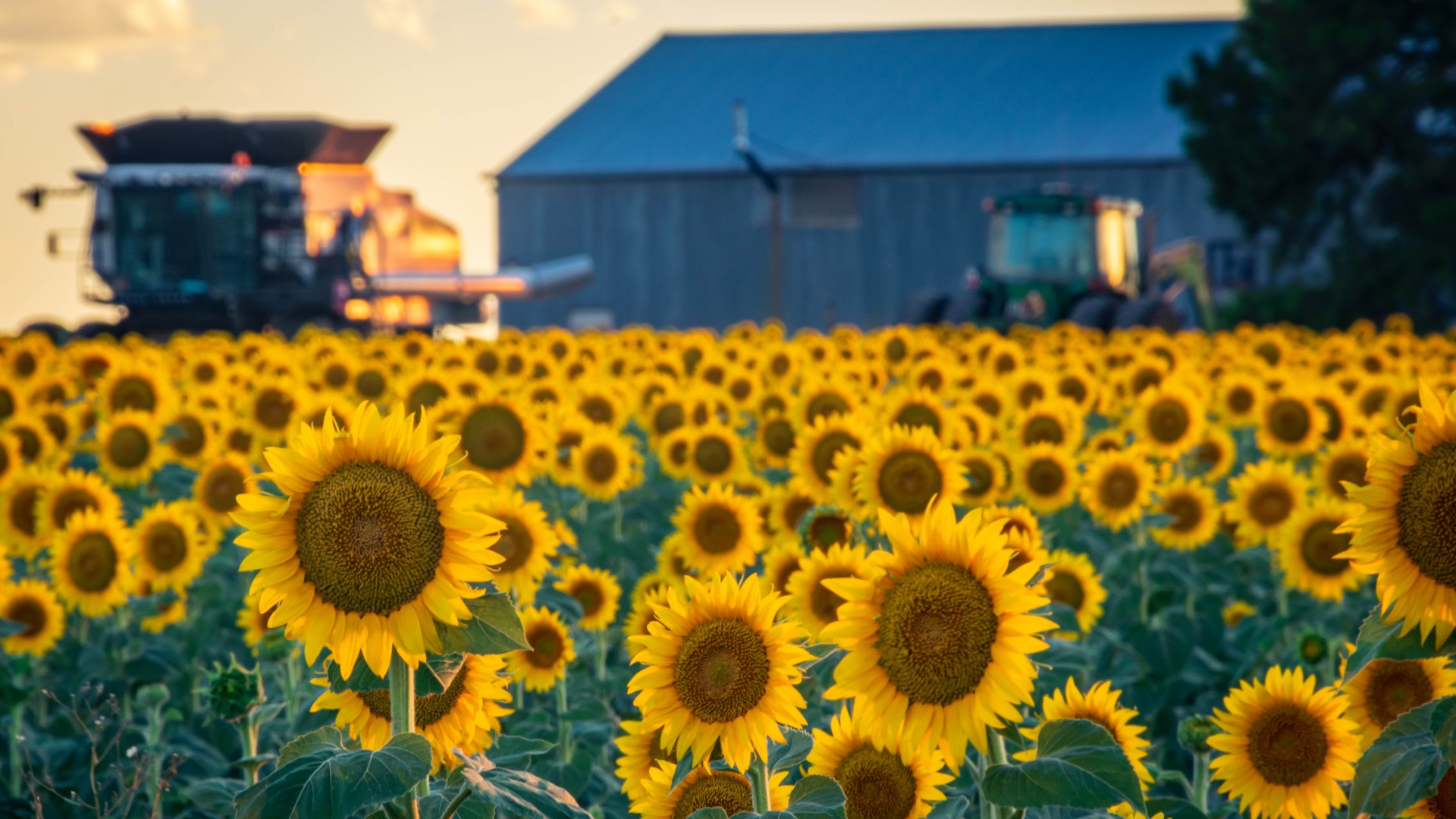 Incredible sunflower photos from across Denver and Colorado
