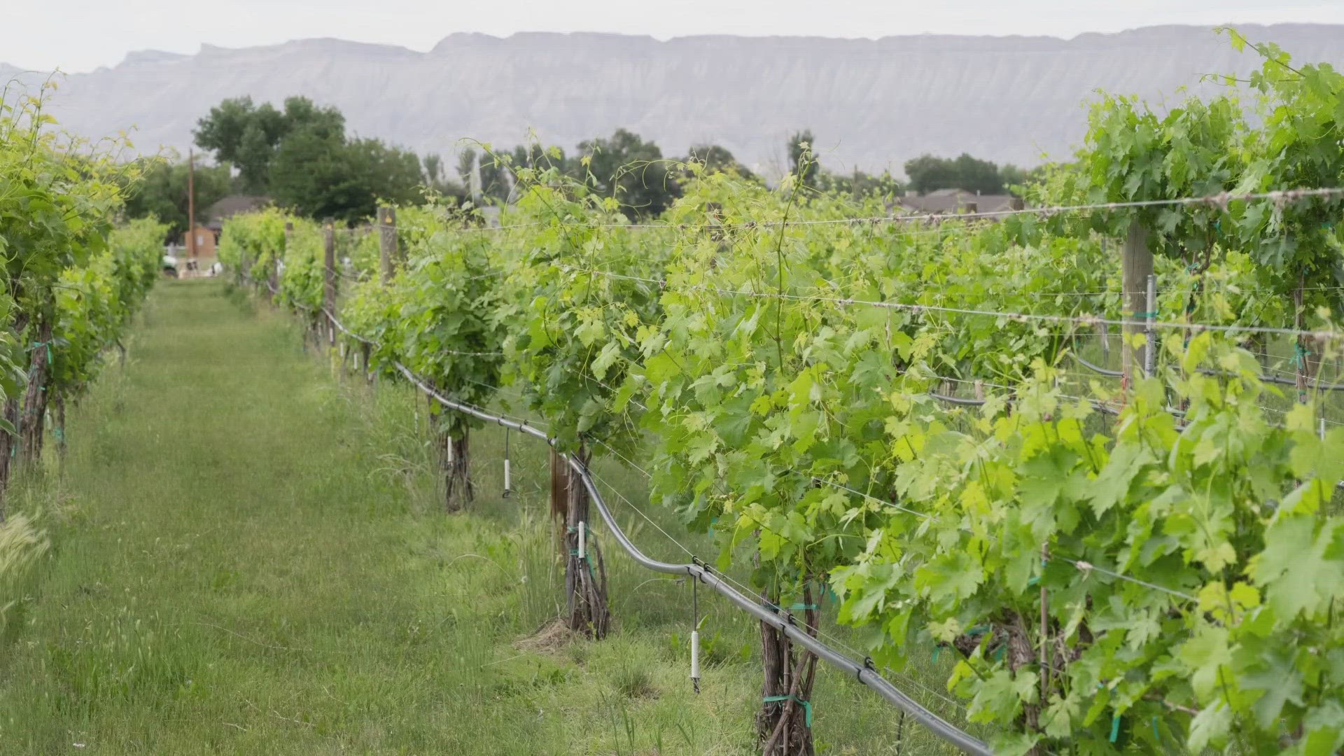 Colorado's wine industry is ripe for expansion as the climate changes.