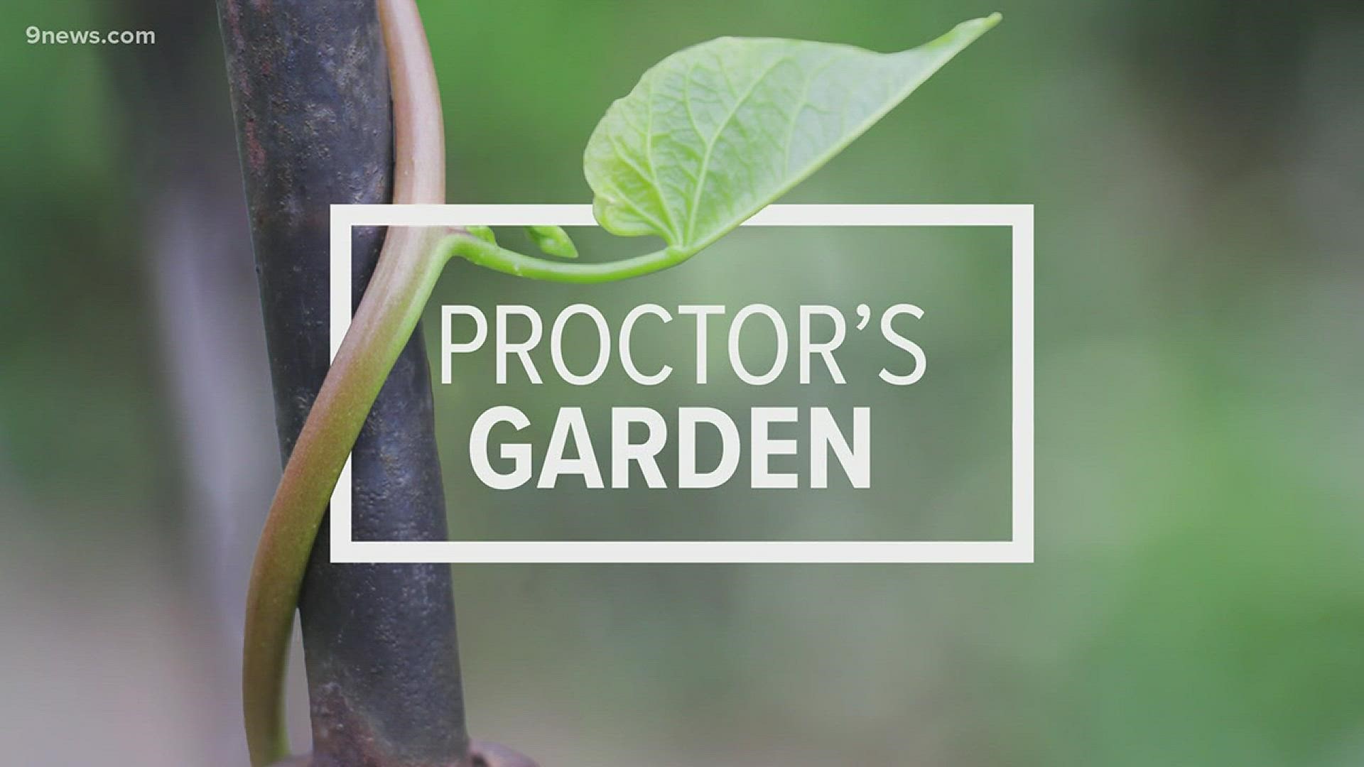 Rob Proctor shares his secrets for keeping your home garden green all year round.