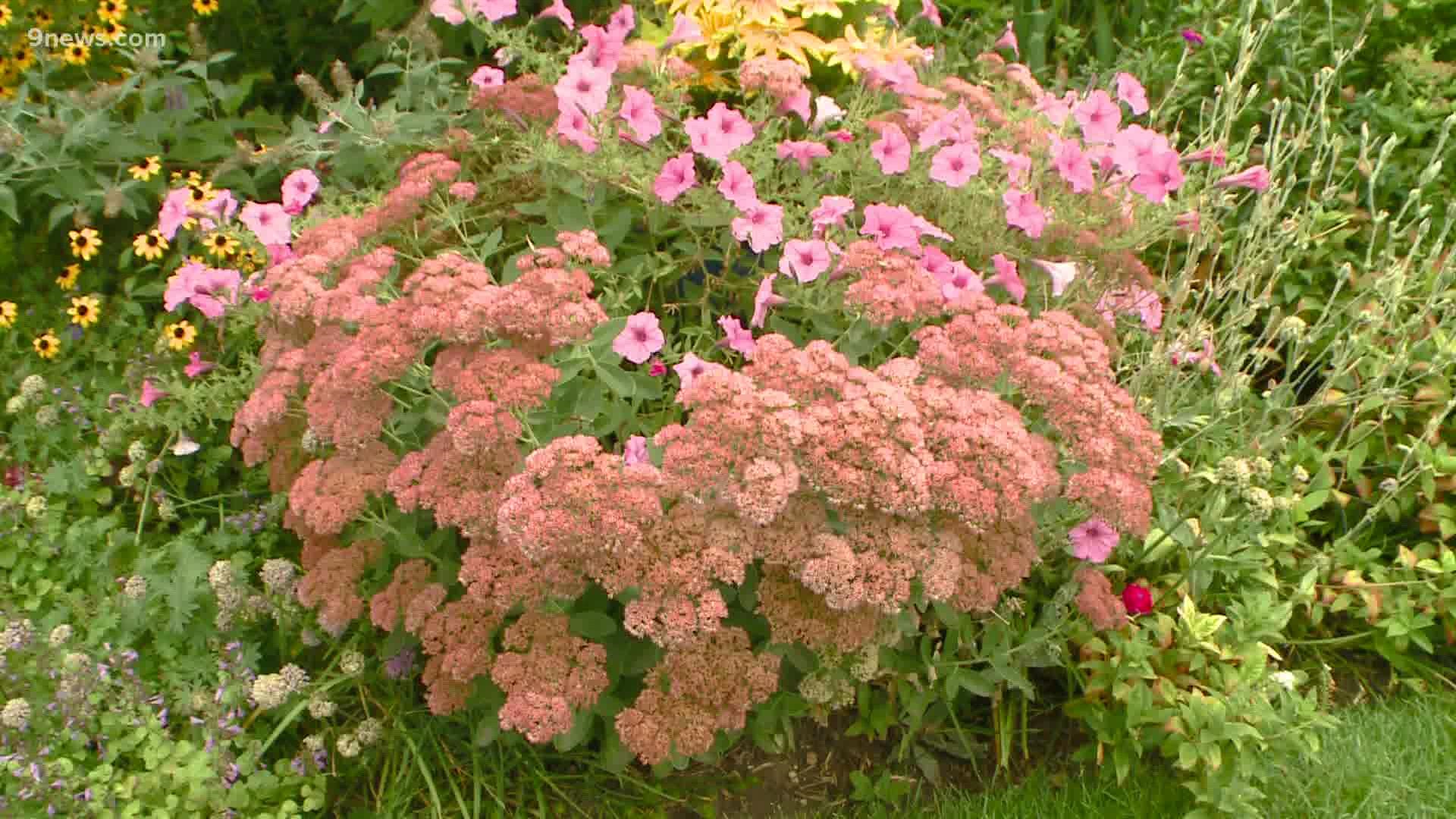 Recommended plants include Sedum 'Autumn Joy,' Hollyhock 'Majorette,' montbretia, Japanese anemone, Aster 'Dream of Beauty,' and Rudbeckia hirta.