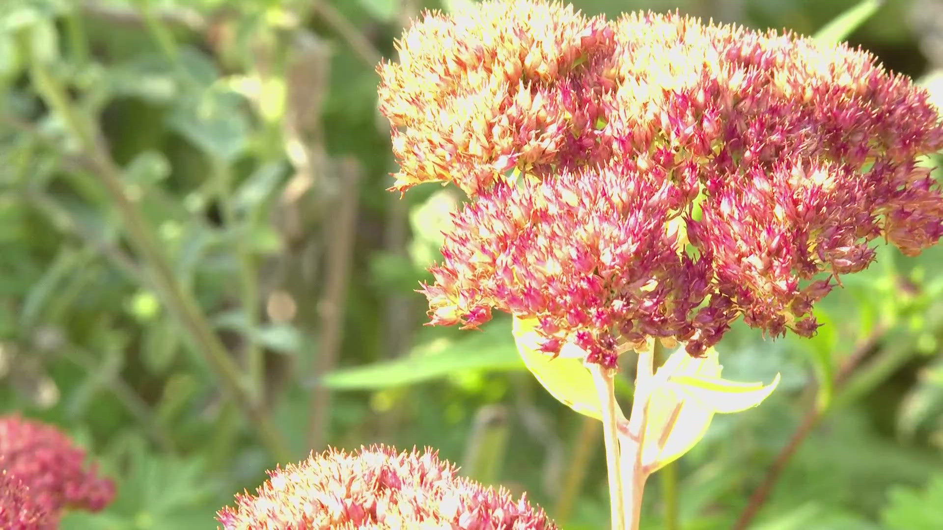 Many perennials have great fall color and beautiful winter form. Leaving the plants alone also makes for an important habitat.