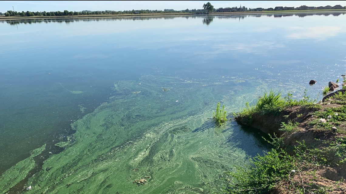 Alert this week about blue algae