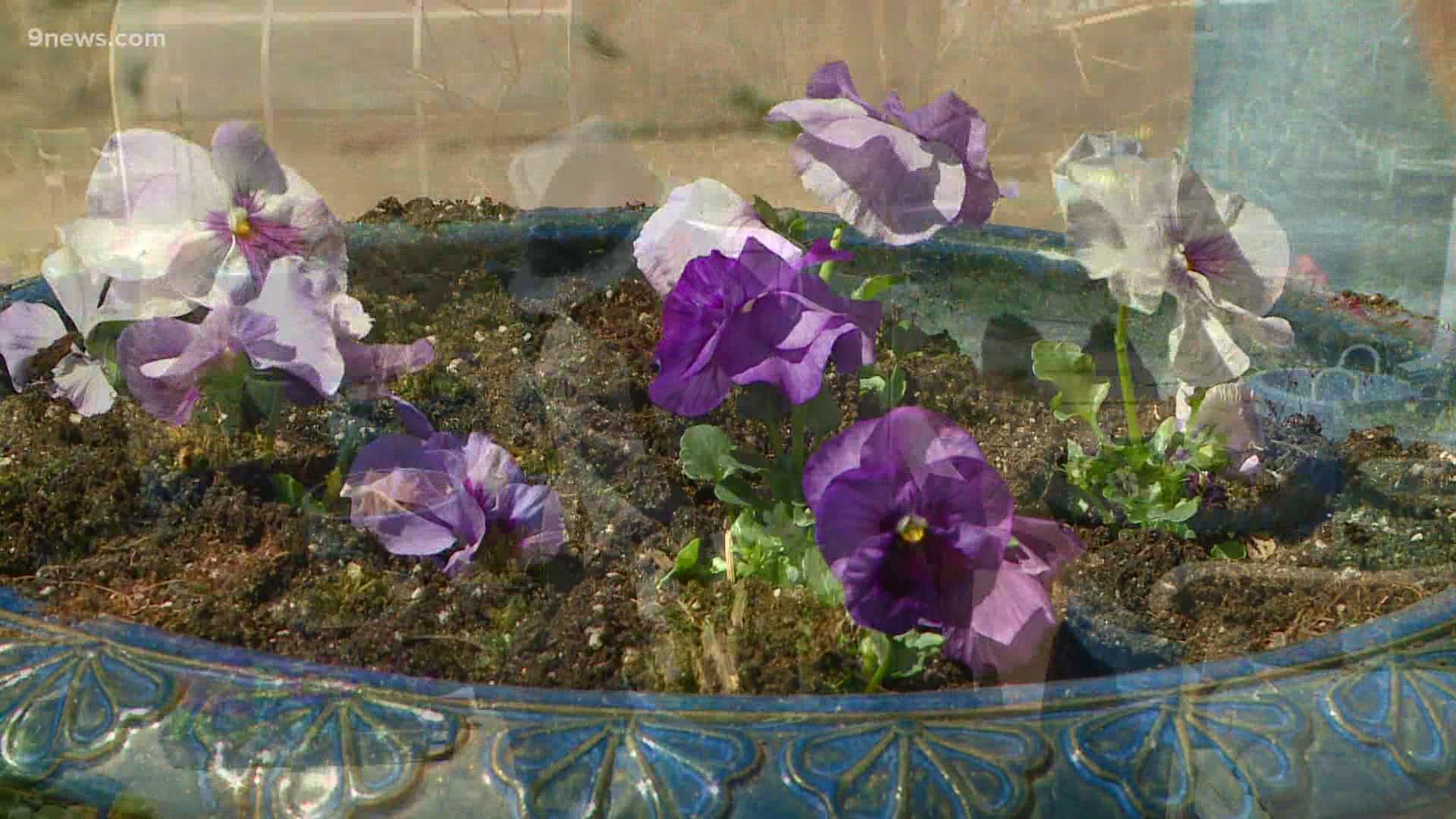 Garden expert Rob Proctor suggests using pansies as the perfect companion for your spring bulbs.
