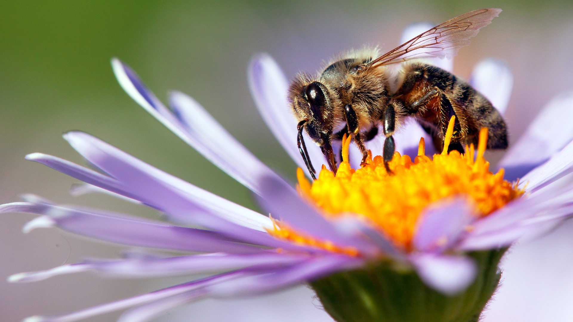 We often talk about the importance of bees and the impact they have on our environment. We asked an expert to show us a quick and cheap way to attract pollinators to our yards.