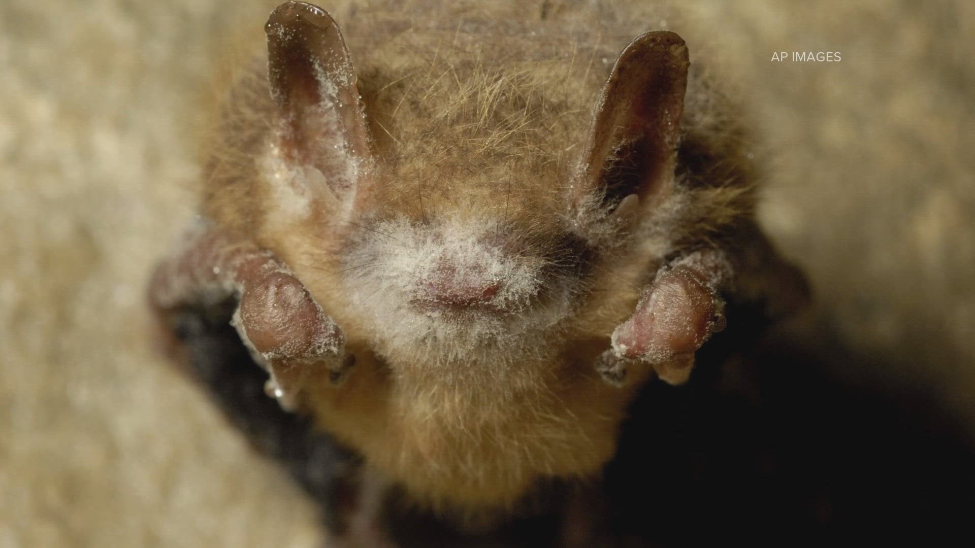Two little brown bats infected with the fungus were found in Boulder County, weeks apart.