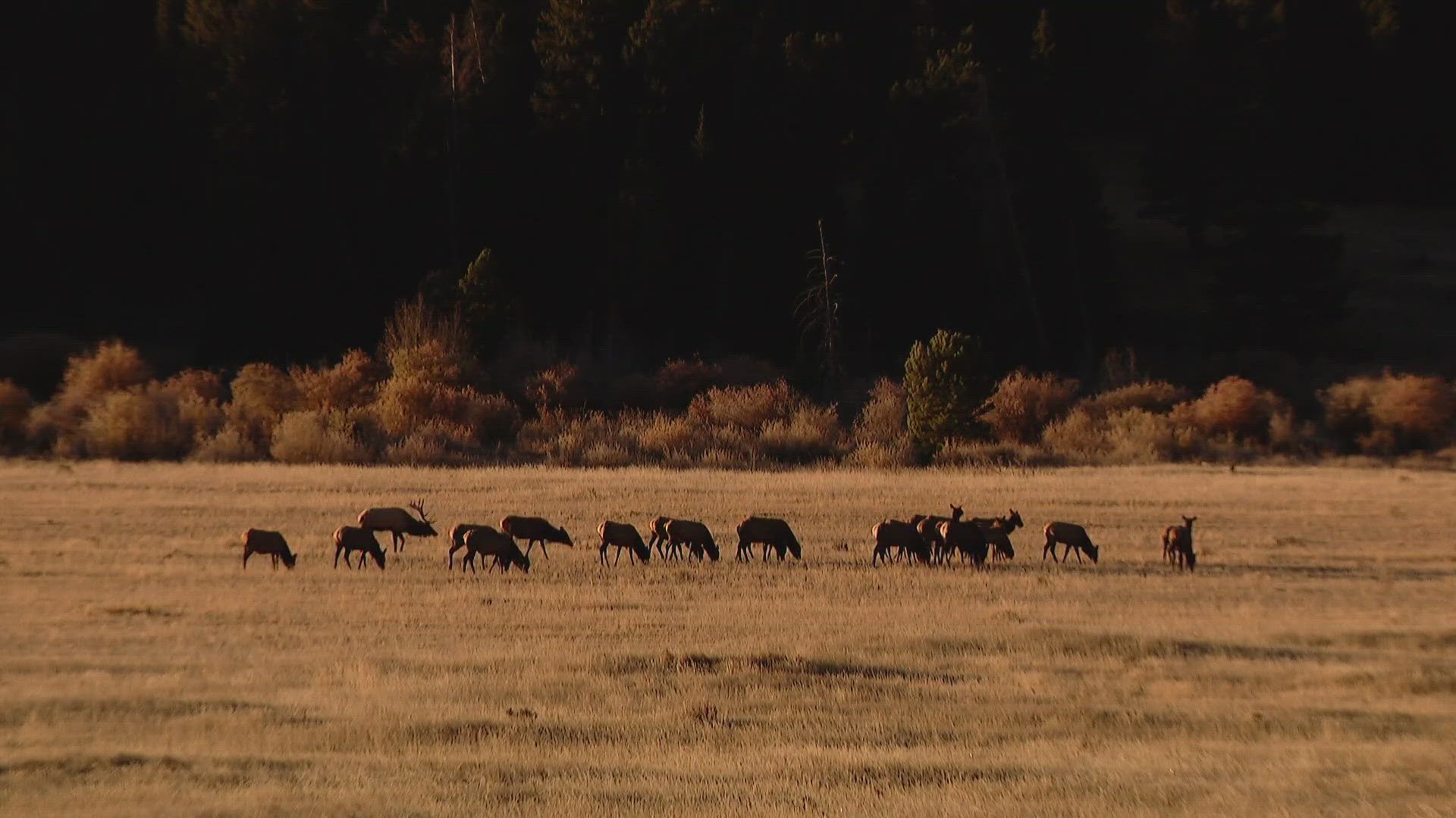 Starting on Sunday, the Rocky Mountain National Park's annual closures will go into effect so people won't disturb the animals during mating season.