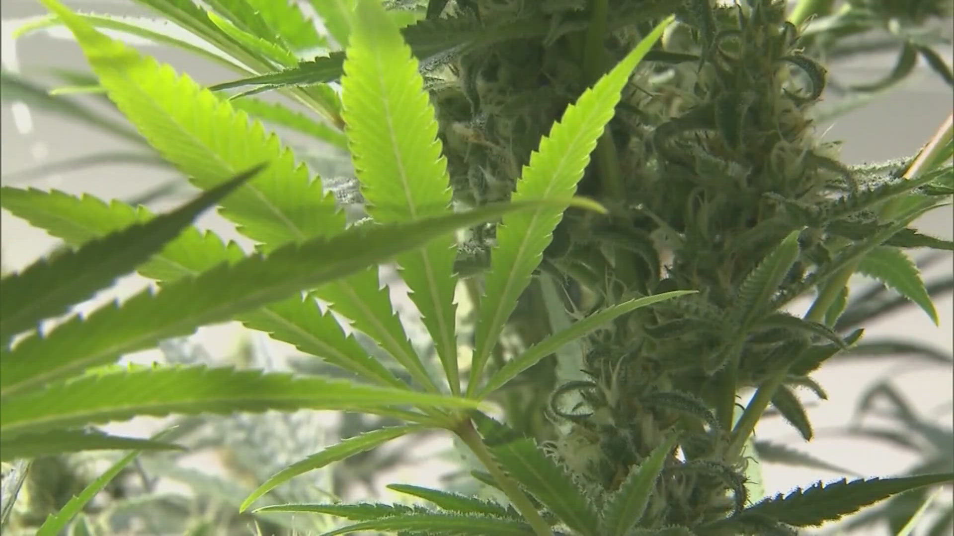 9news.com - Megan Divers - Mountain Dew goes patriotic: Iconic soda temporarily rebrands for America's 250th