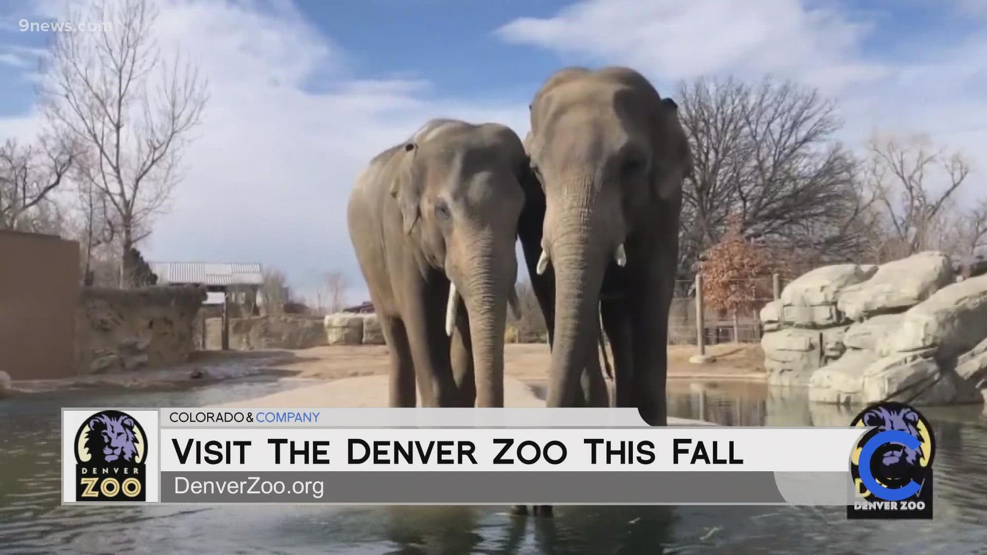 Fall is a great time to explore the Denver Zoo! Get your tickets online and learn more at DenverZoo.org.