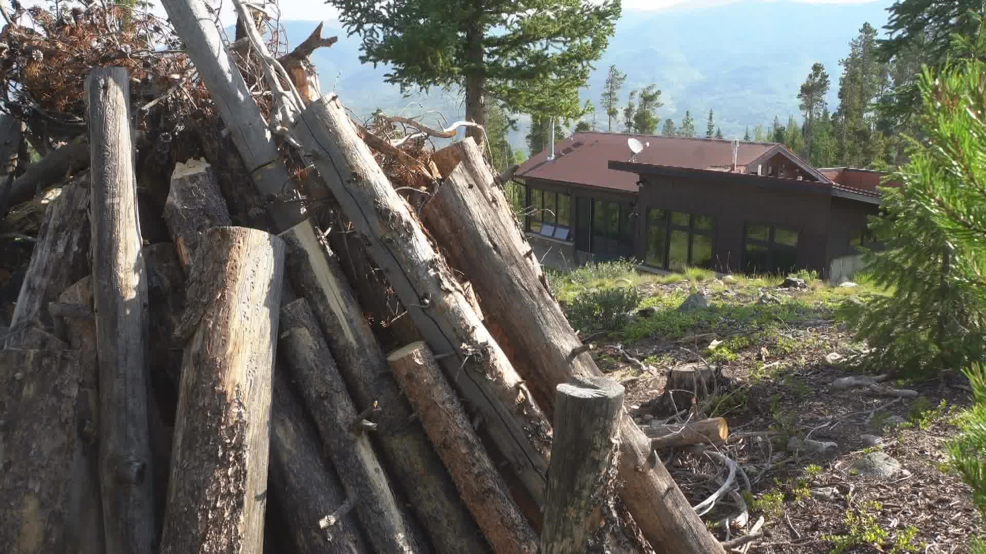 Crews are using hand tools to remove dead trees from wilderness land next to the Ruby Ranch neighborhood in Silverthorne.
