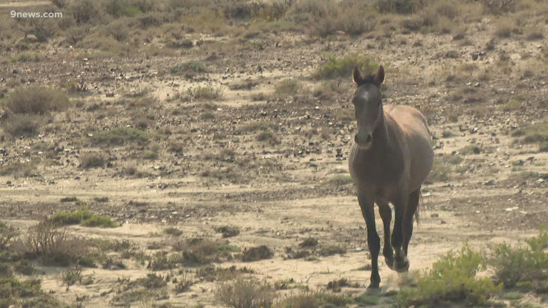 The Bureau of Land Management captured about 80% of the herd in northwestern Colorado and will put them up for public adoption.