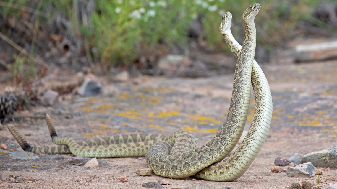 Video shows 2 male rattlesnakes battling it out for nearby female |  9news.com