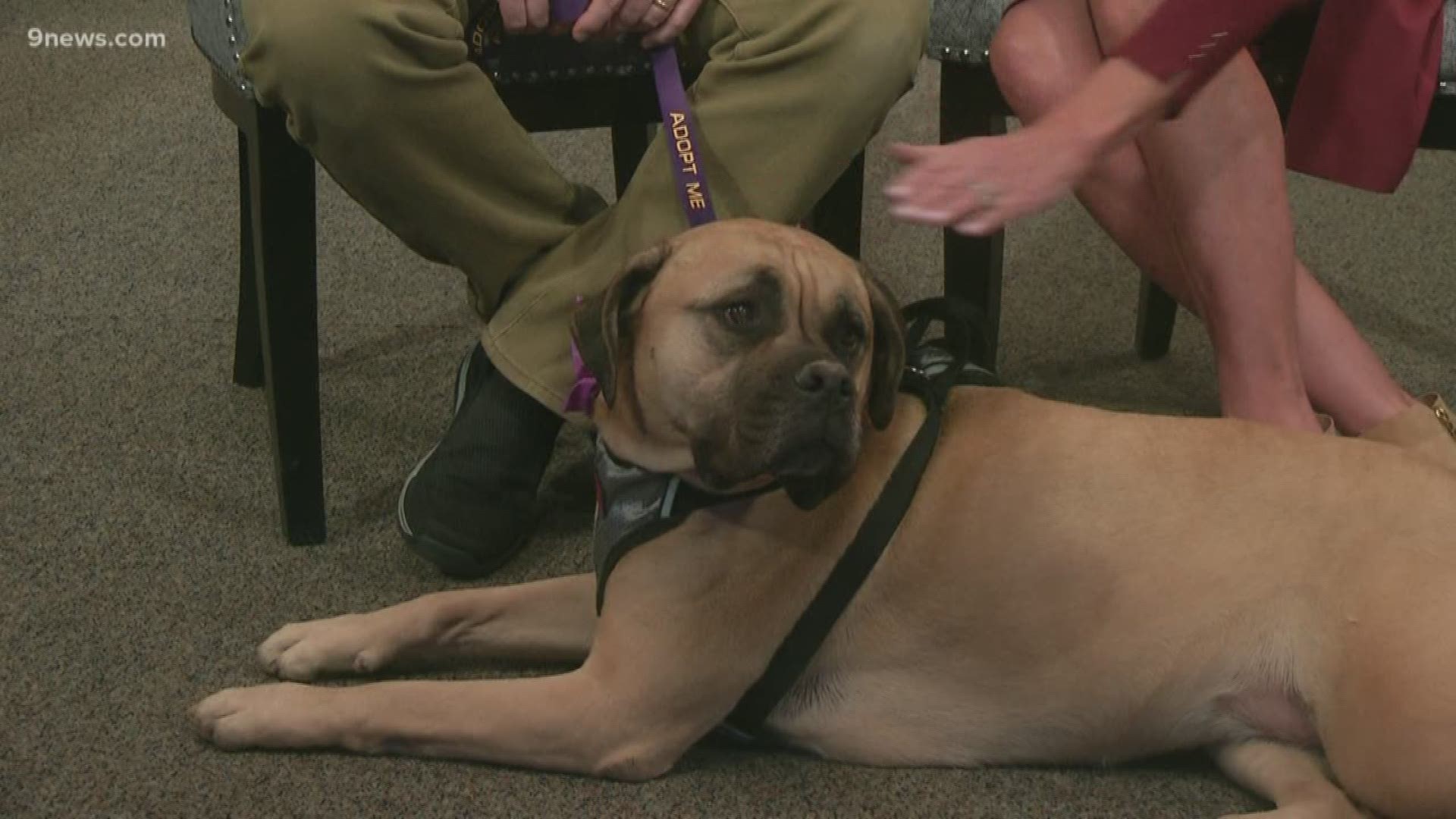 To adopt Adele, a 4-year-old bull mastiff, contact the Adams County Animal Shelter.