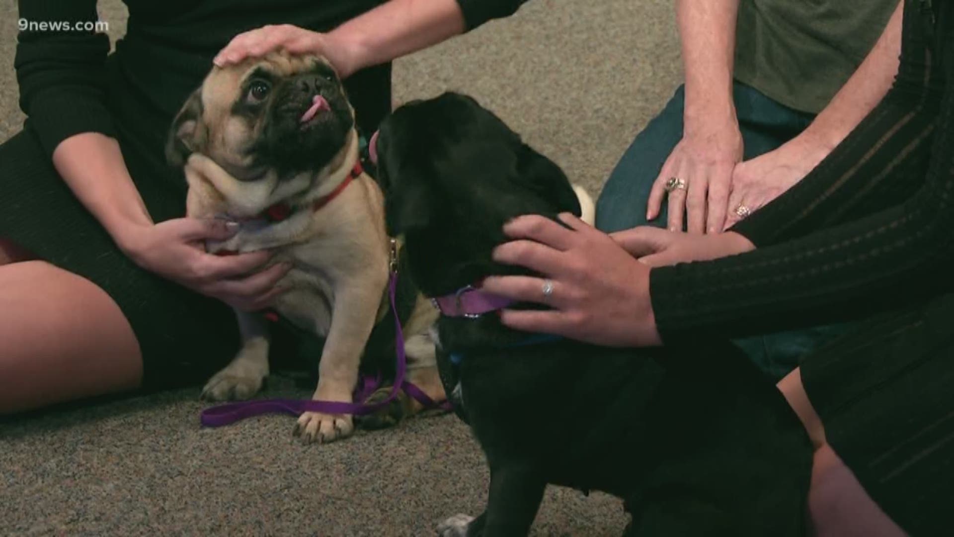 Meet two Pug siblings full of energy looking for a forever family.