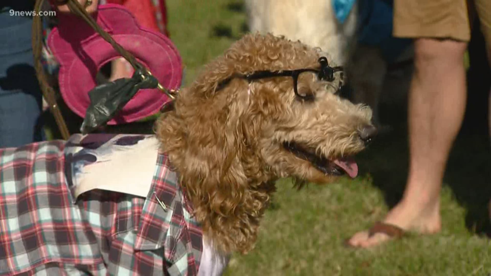 More than 150 dogs strutted their stuff at the Tennyson Street Pet Parade and Costume Contest Saturday