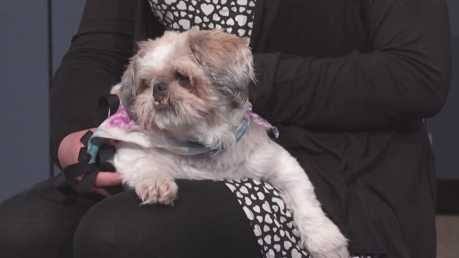 10 Year Old Shih Tzu Mix Needs A Home 9news Com