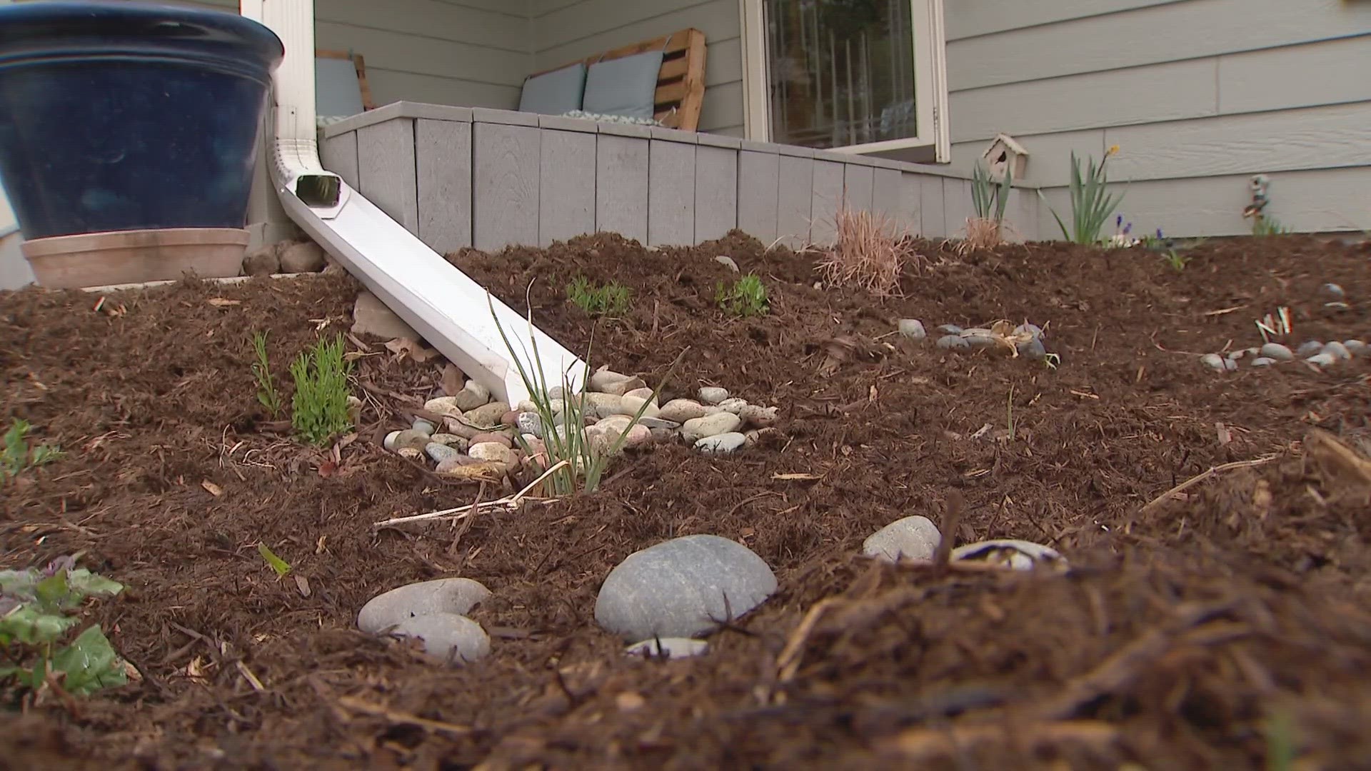 As water resources dwindle in the western U.S. due to drought and climate change, Colorado residents are tossing the turf and opting instead for rain gardens.