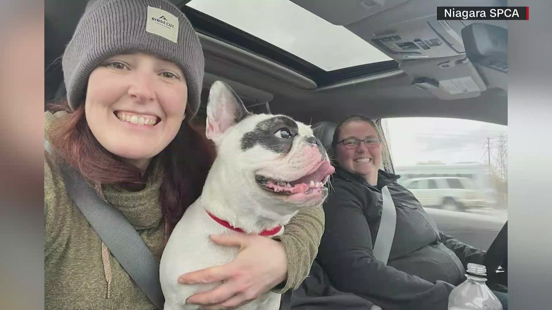 Ralphie a.k.a. Demon Dog, a one-year old French Bulldog is getting a fourth chance at a forever home.